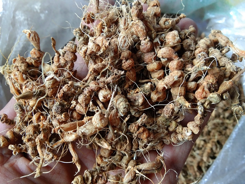 山货九籽连环草干货贵州中草药材算盘子银珠草珍珠算盘子