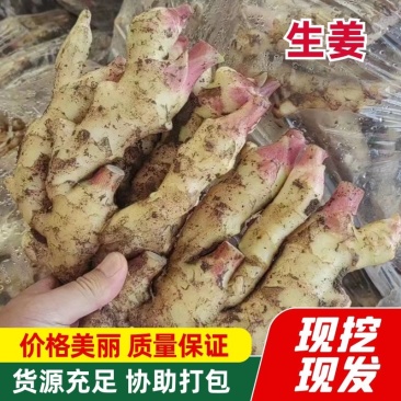 【好货】山东精品生姜红芽姜现挖现发供应全国欢迎咨询！