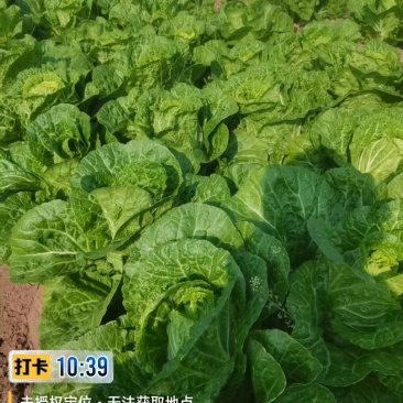 黄心白菜云南发货质量保证价格合理对接全国采购商