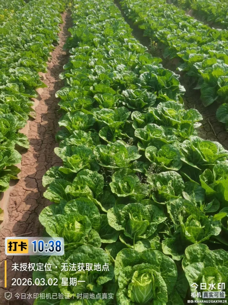 黄心白菜云南发货质量保证价格合理对接全国采购商