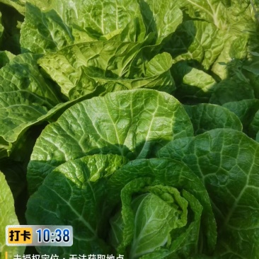 黄心白菜进店咨询供货量大协助装车一手货源