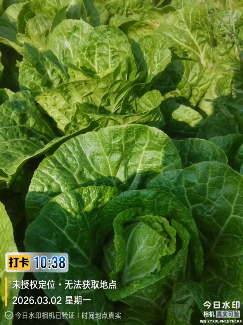 黄心白菜进店咨询供货量大协助装车一手货源