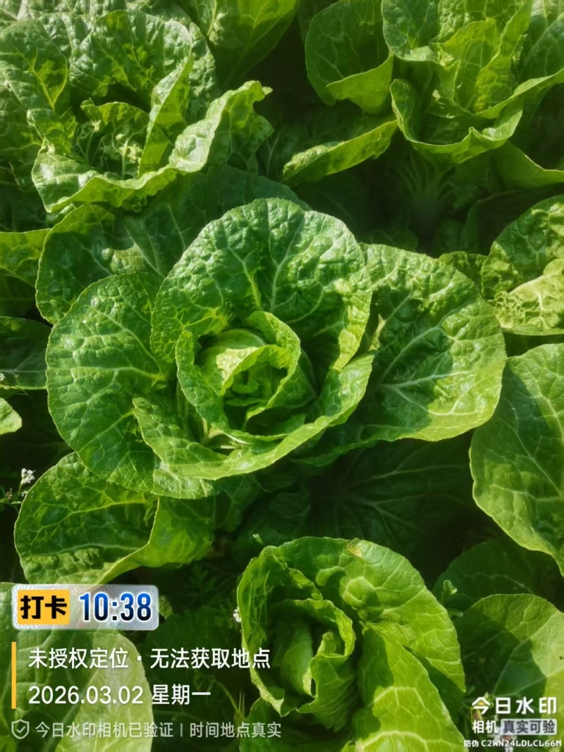 黄心白菜进店咨询供货量大协助装车一手货源
