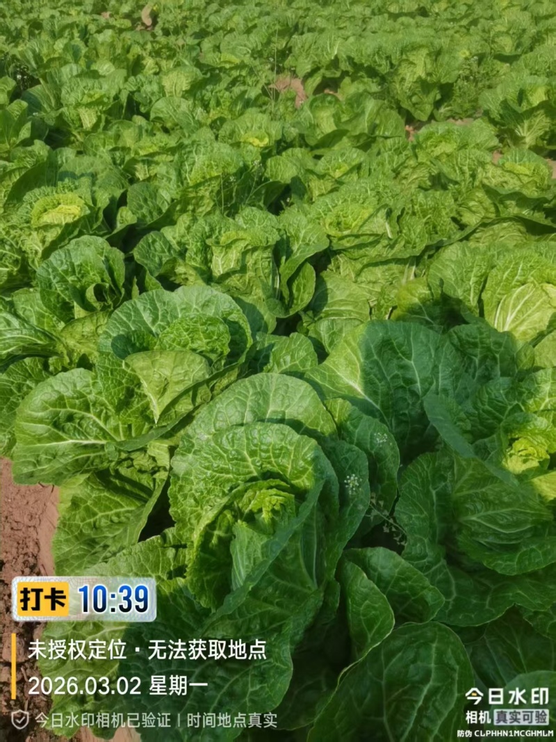 黄心白菜进店咨询供货量大协助装车一手货源