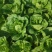 黄心白菜进店咨询供货量大协助装车一手货源