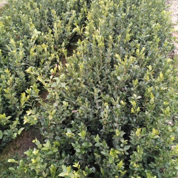 湘林系列油茶树苗