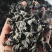 东北黑木耳/秋木耳/电商/地摊/展销会