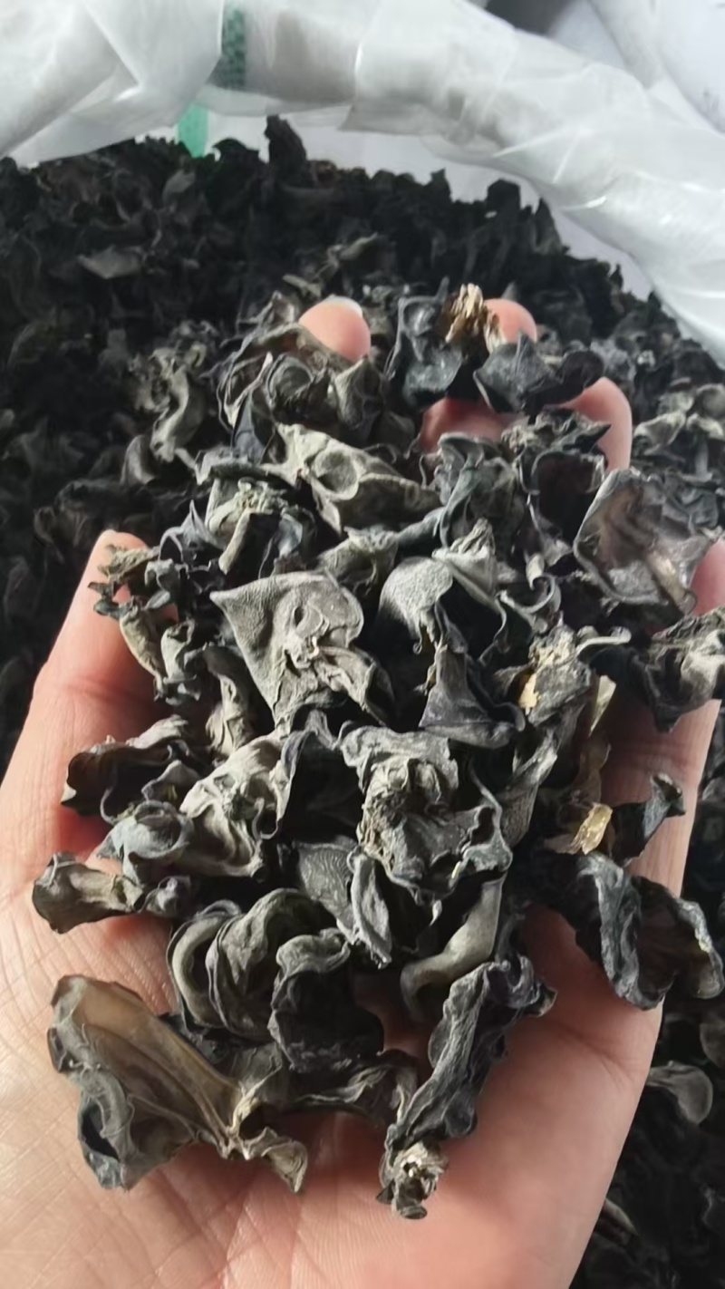 东北黑木耳/秋木耳/电商/地摊/展销会