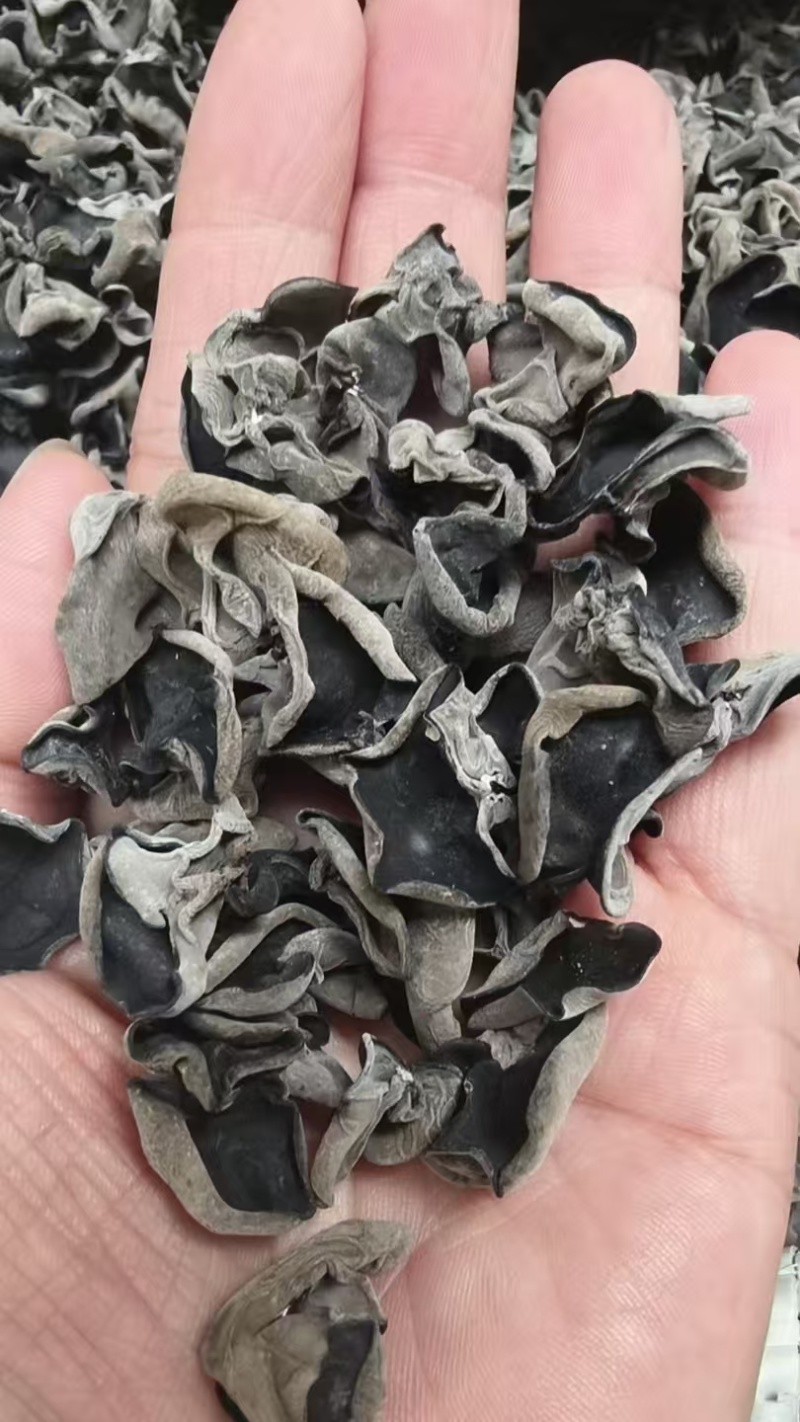 东北黑木耳/秋木耳/电商/地摊/展销会