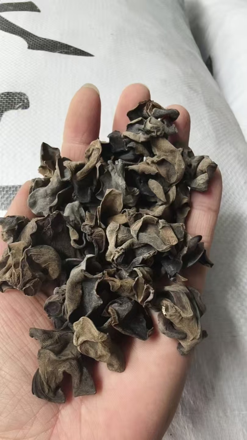 东北黑木耳/秋木耳/电商/地摊/展销会