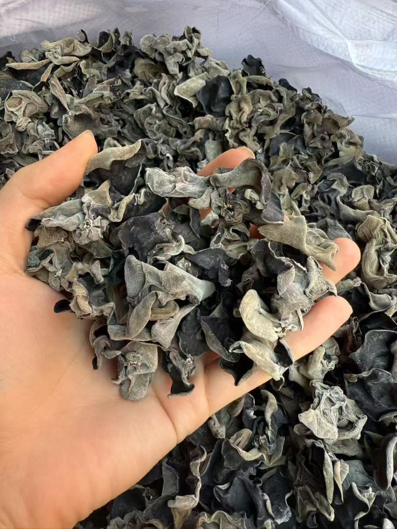东北黑木耳/秋木耳/电商/地摊/展销会