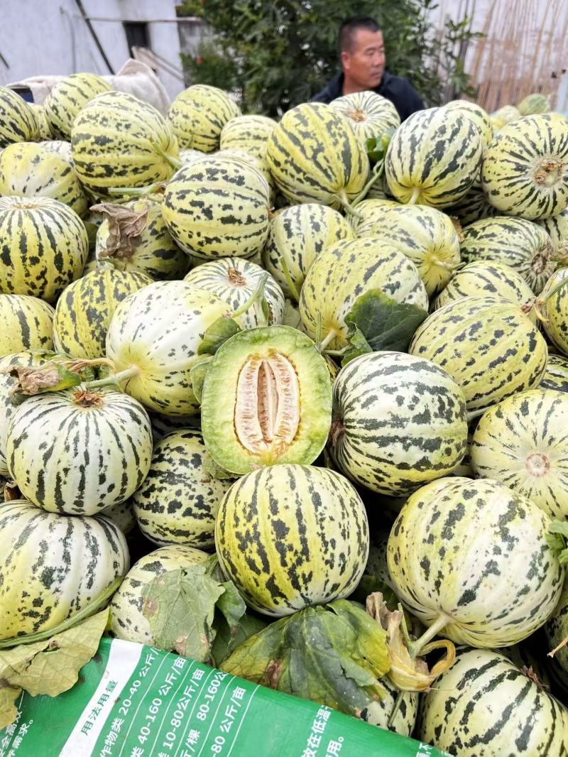 热卖中花蕾甜瓜花美人基地直供甜美多汁实力代发全国