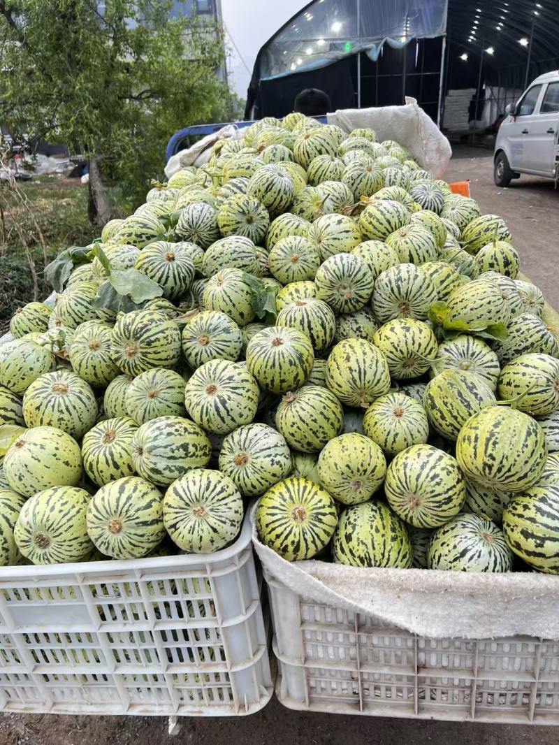 热卖中花蕾甜瓜花美人基地直供甜美多汁实力代发全国