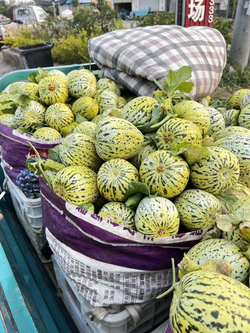 热卖中花蕾甜瓜花美人基地直供甜美多汁实力代发全国