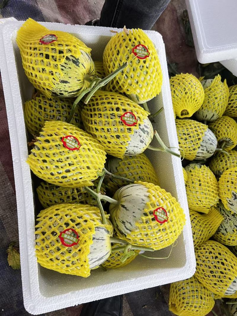 热卖中花蕾甜瓜花美人基地直供甜美多汁实力代发全国