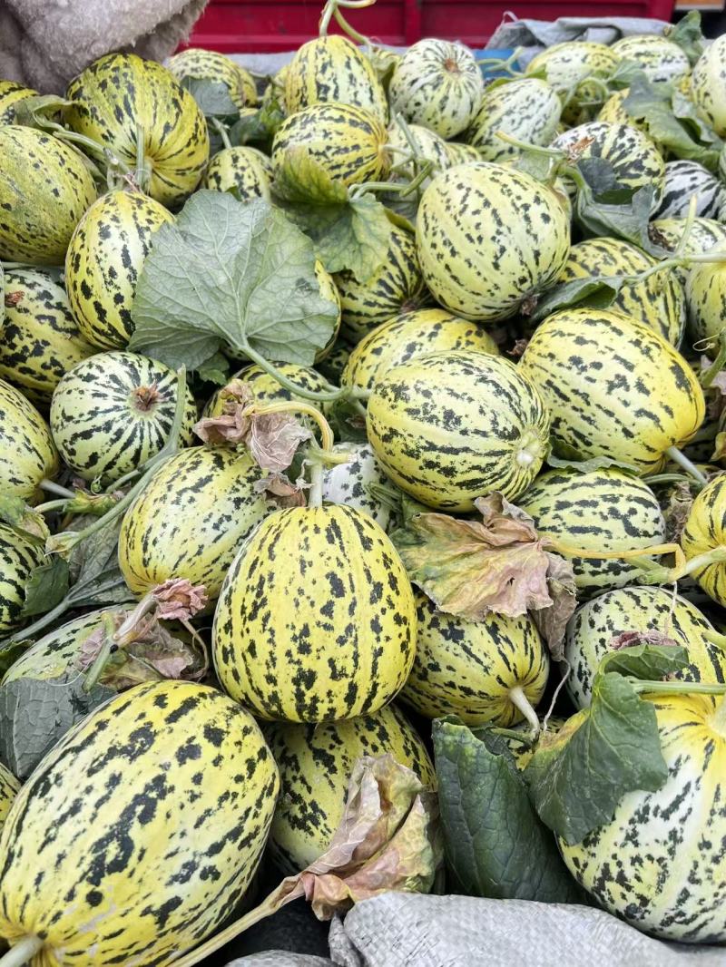 热卖中花蕾甜瓜花美人基地直供甜美多汁实力代发全国