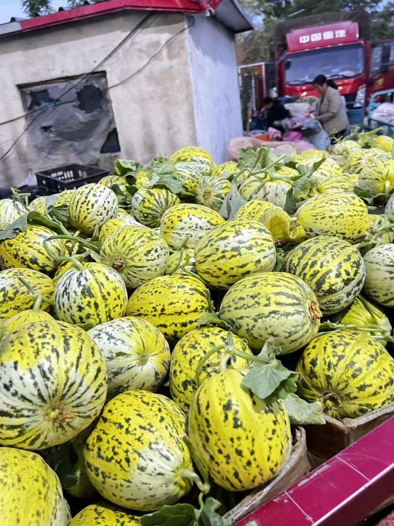 热卖中花蕾甜瓜花美人基地直供甜美多汁实力代发全国