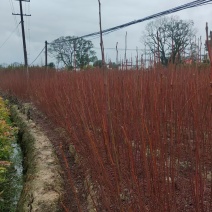 南酸枣地径0.6一1公分0.35产地直发自家种植可视频