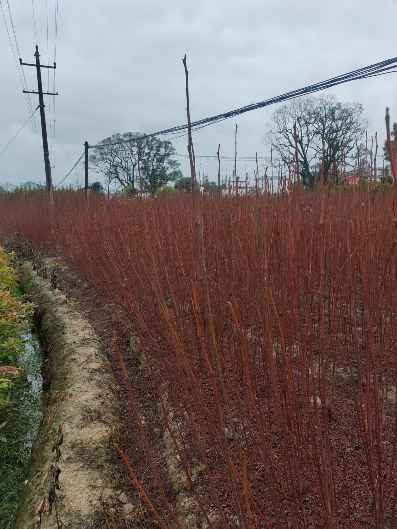 南酸枣地径0.6一1公分0.35产地直发自家种植可视频