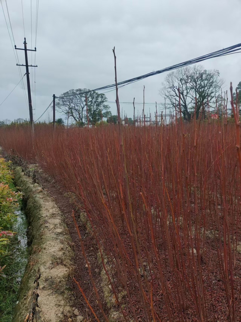 南酸枣地径0.6一1公分0.35产地直发自家种植可视频