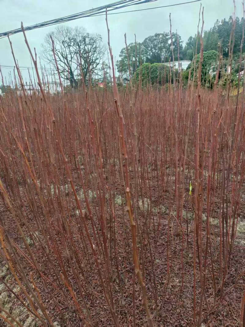 南酸枣地径0.6一1公分0.35产地直发自家种植可视频