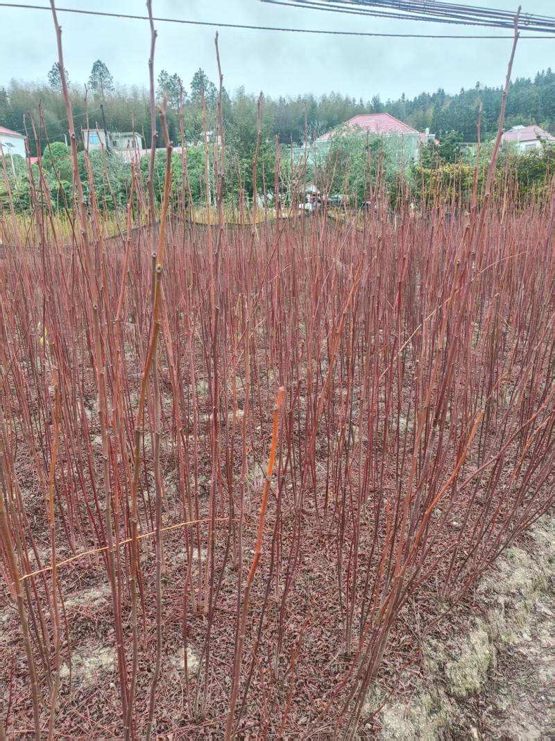 南酸枣地径0.6一1公分0.35产地直发自家种植可视频