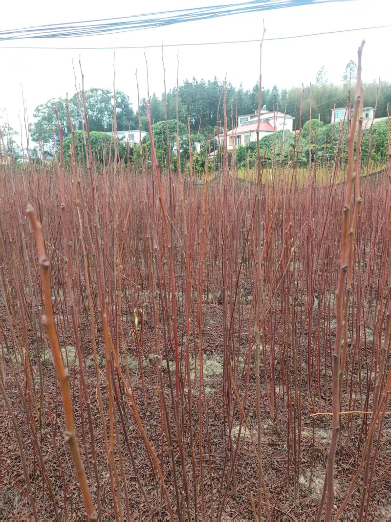 南酸枣地径0.6一1公分0.35产地直发自家种植可视频