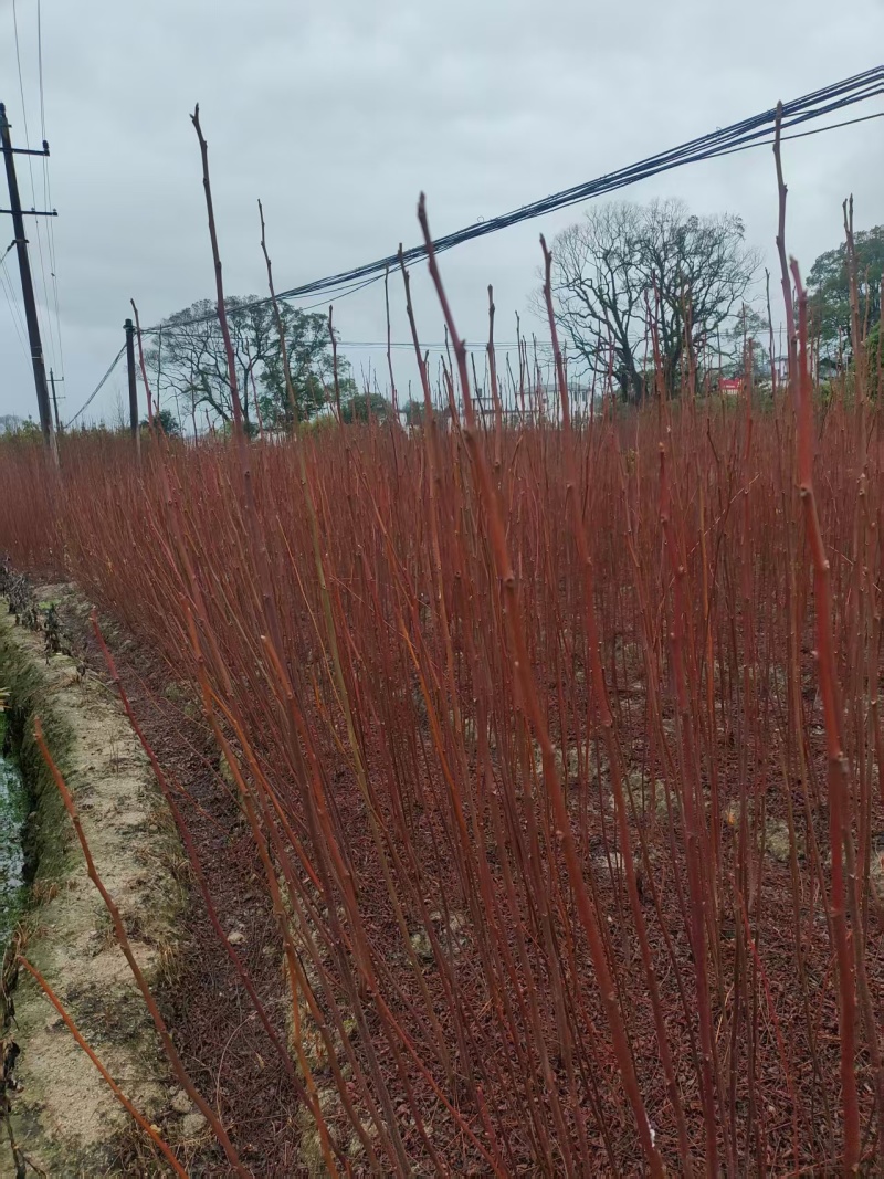 南酸枣地径0.6一1公分0.35产地直发自家种植可视频