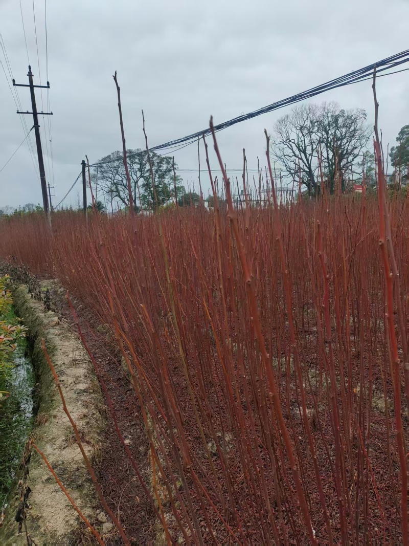 南酸枣地径0.6一1公分0.35产地直发自家种植可视频