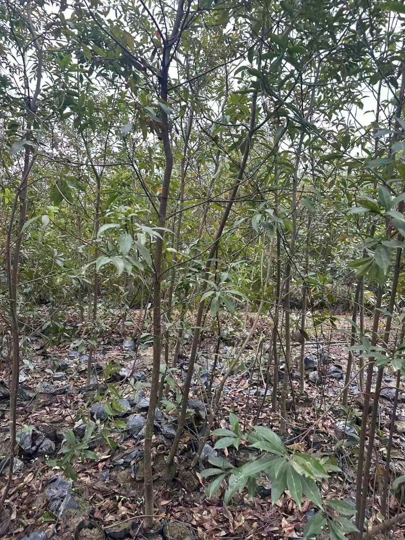 木荷杯苗成活率高好种易管产地直发量大从优可视频看货