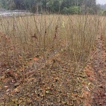 乌桕杯苗成活率高健壮根系完整产地直发品质保障可对接全国