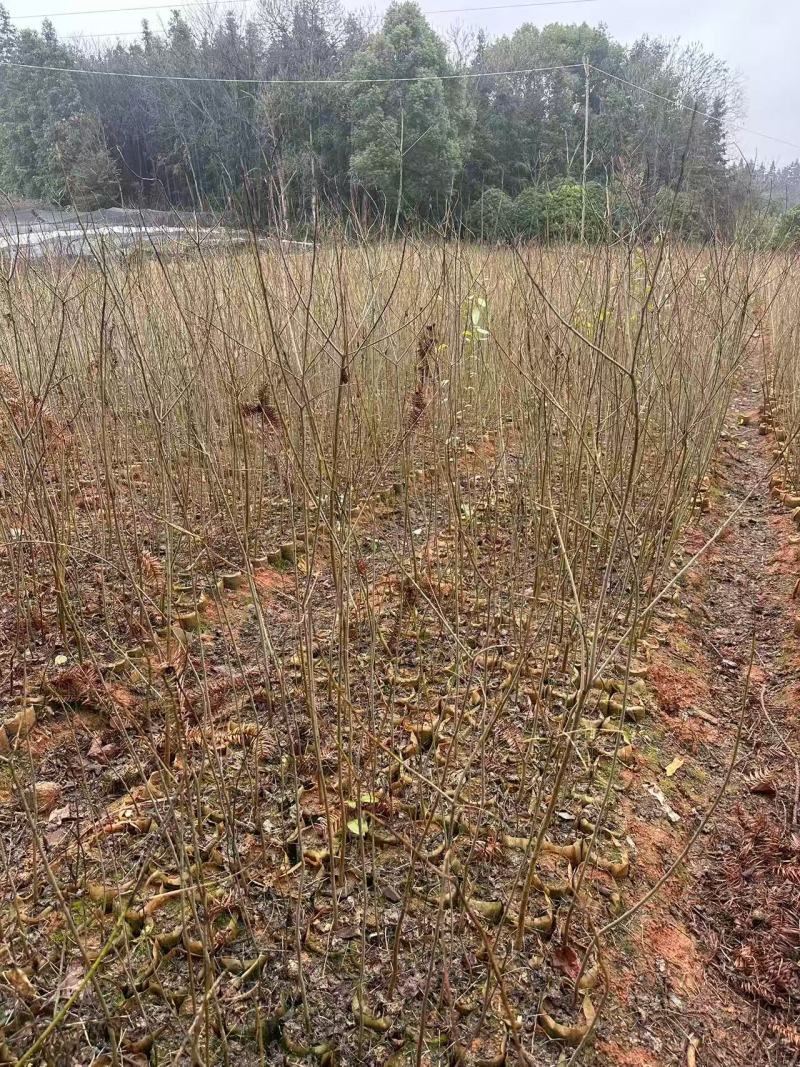 乌桕杯苗成活率高健壮根系完整产地直发品质保障可对接全国