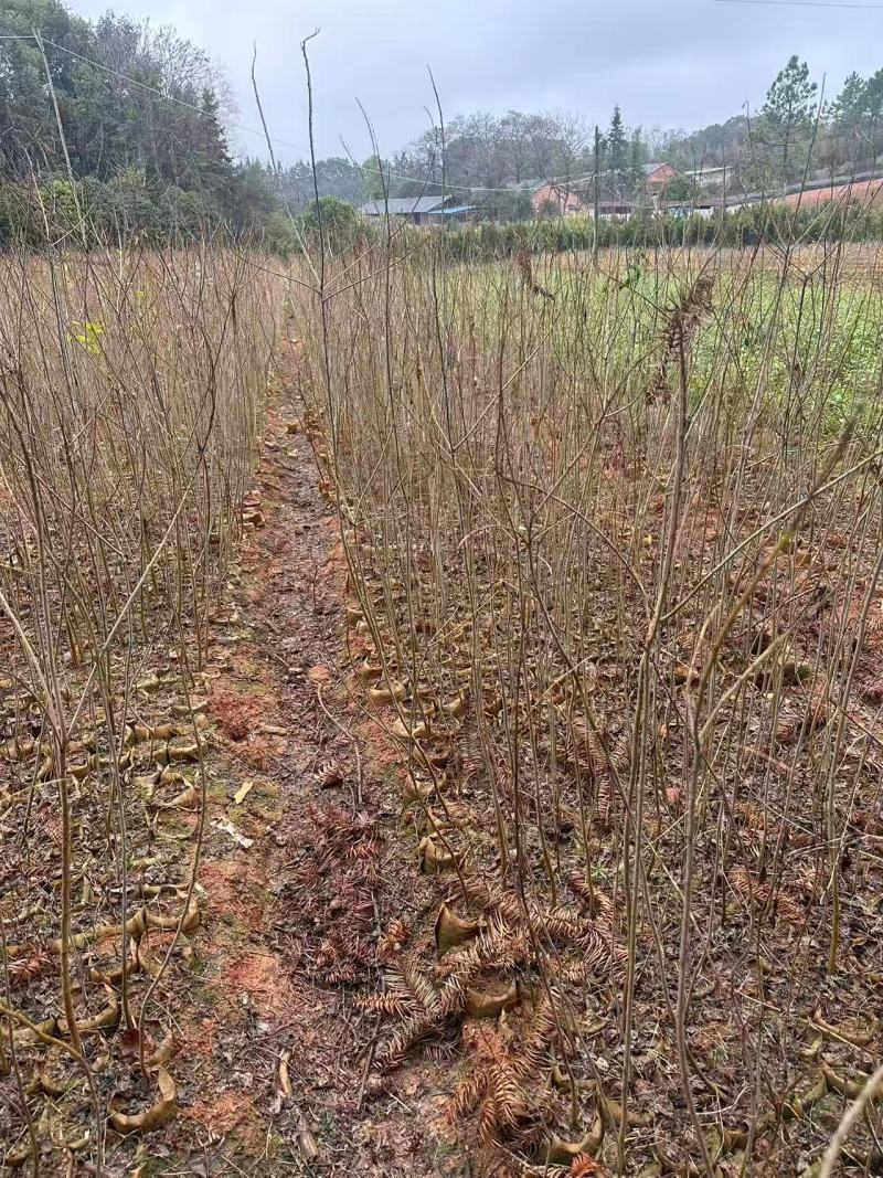 乌桕杯苗成活率高健壮根系完整产地直发品质保障可对接全国