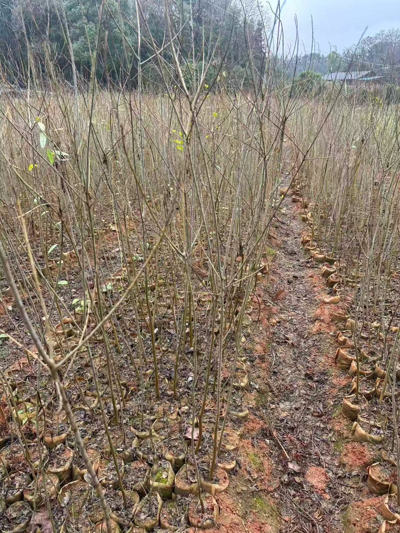 乌桕杯苗成活率高健壮根系完整产地直发品质保障可对接全国