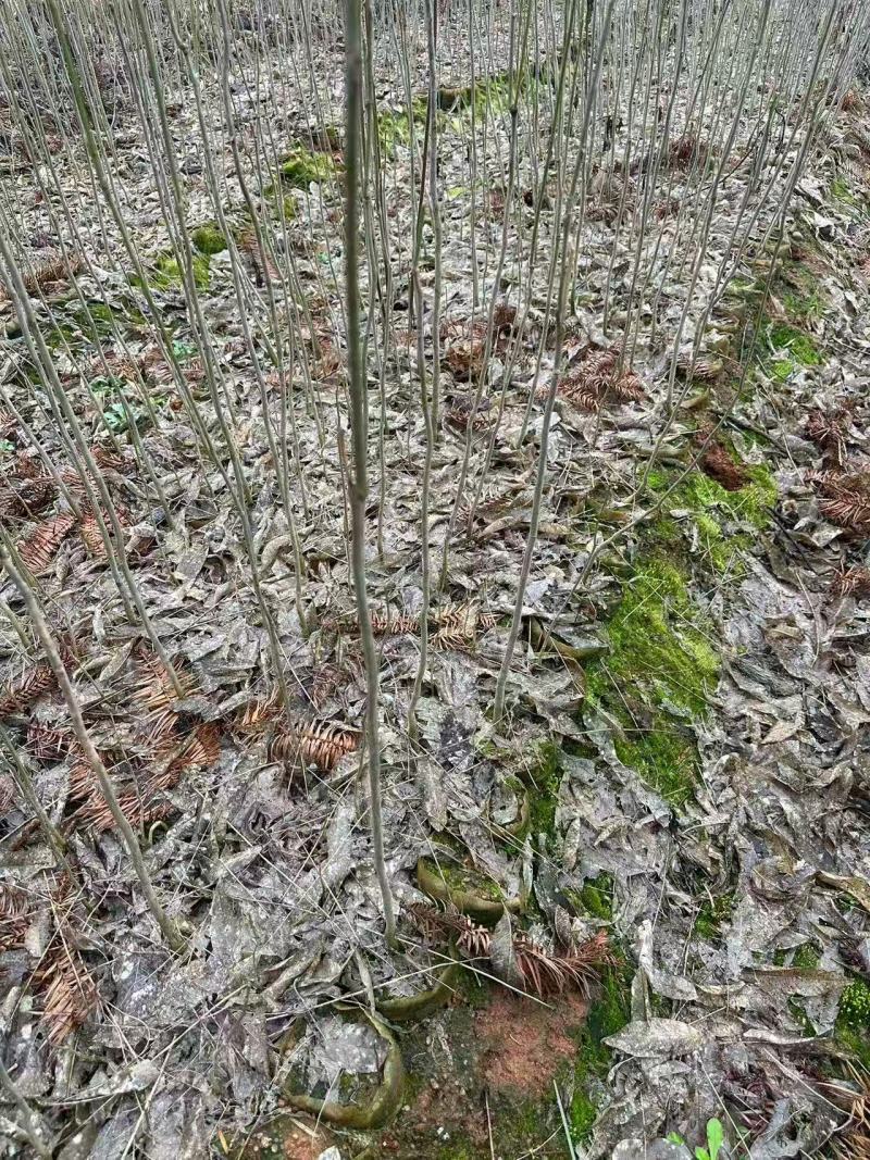 乌桕杯苗成活率高健壮根系完整产地直发品质保障可对接全国