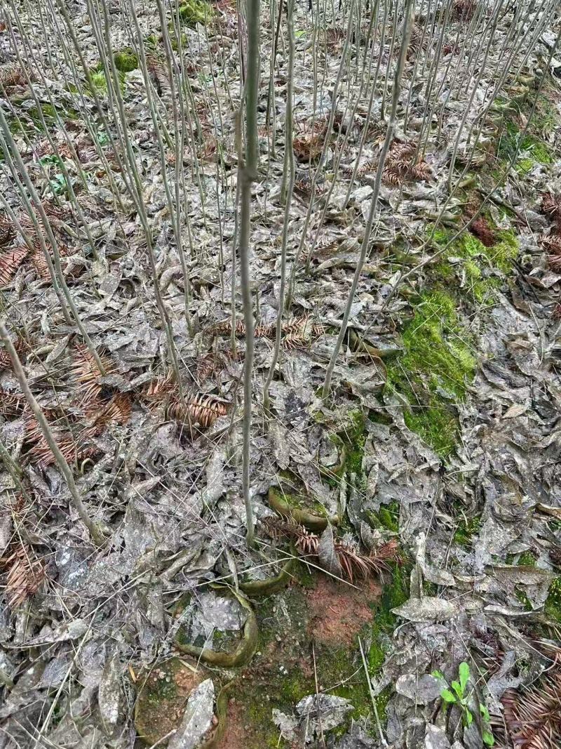 乌桕杯苗成活率高健壮根系完整产地直发品质保障可对接全国