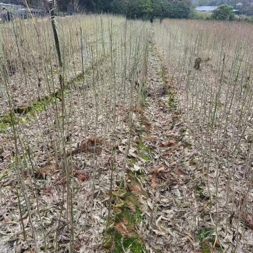无患子杯苗根系发达品质稳定全程省心可对接全国客商