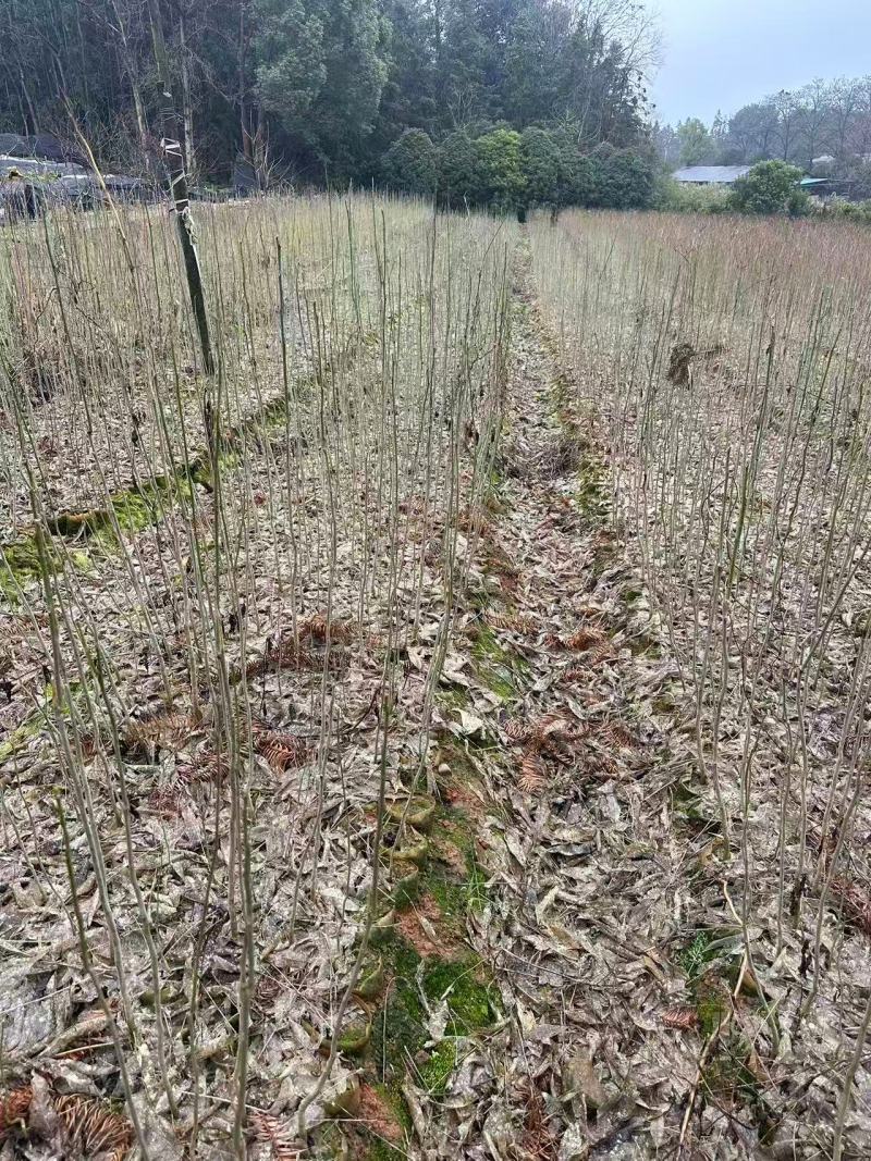 无患子杯苗根系发达品质稳定全程省心可对接全国客商