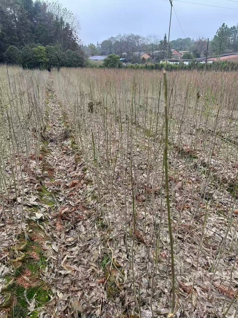 无患子杯苗根系发达品质稳定全程省心可对接全国客商
