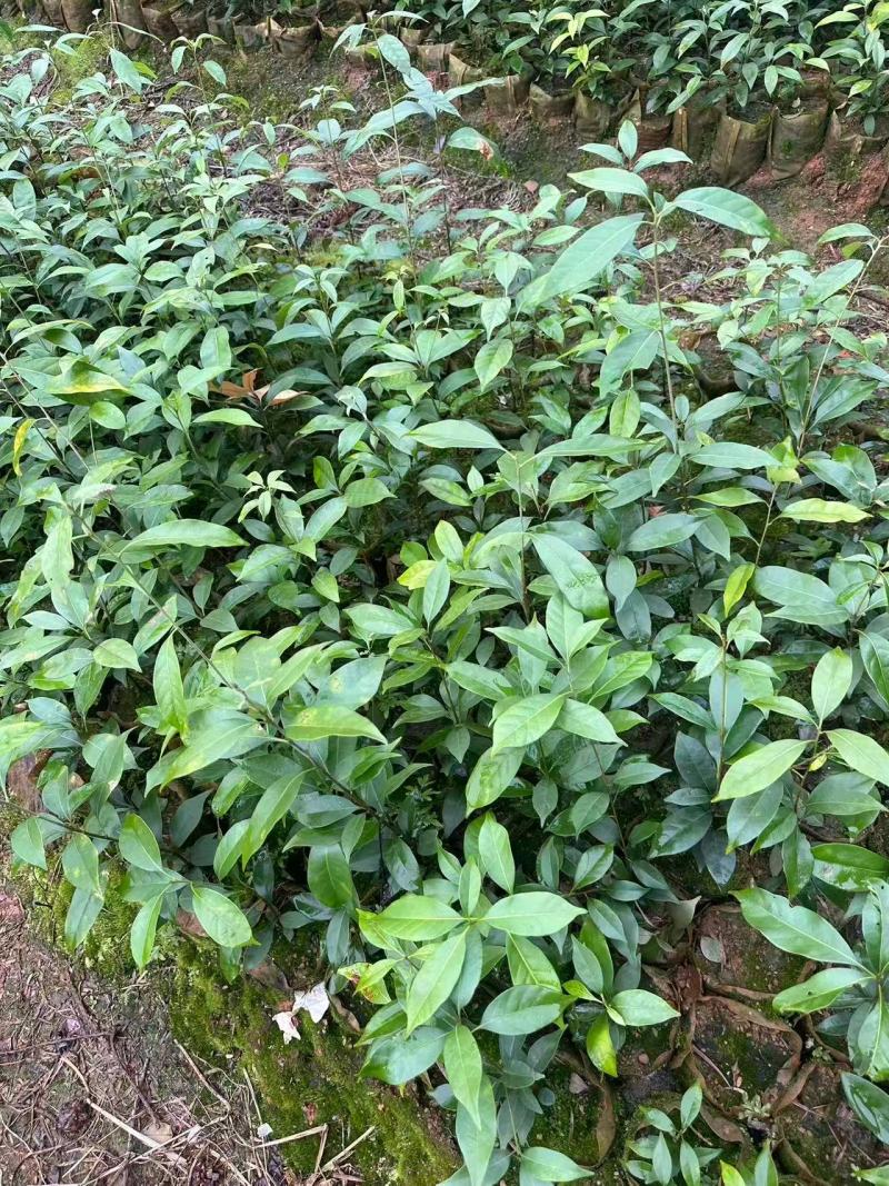 青冈30一5O杯苗苗木基地产地直发可视频看货品质保障