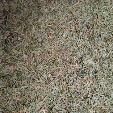 侧柏叶柏树叶中药材侧柏叶代打粉现货产地侧柏叶柏