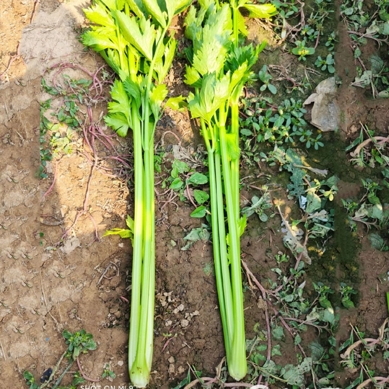 芹菜种子凯撒大帝西芹种子叶柄亮绿有光泽纤维少高产抗病强芹