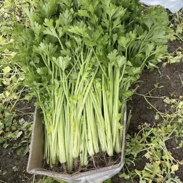 芹菜香芹产地直销量大质优价格优惠欢迎采购