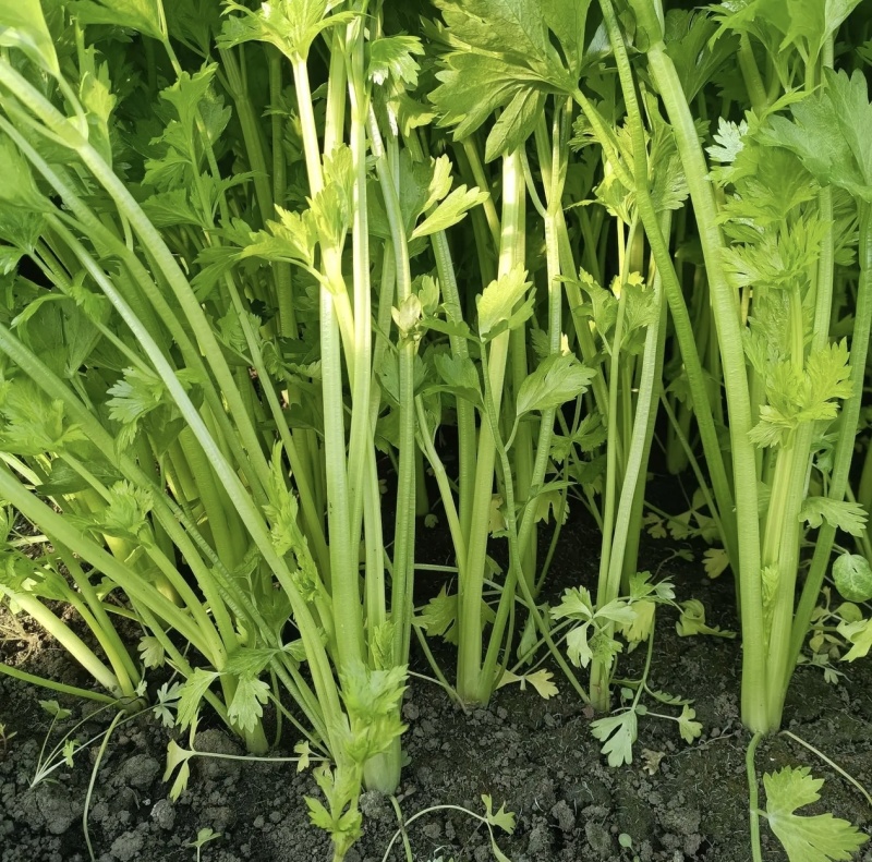 芹菜香芹产地直销量大质优价格优惠欢迎采购