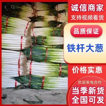 山东铁杆大葱产地常年供应市场批发大量有货欢迎各地客商考察