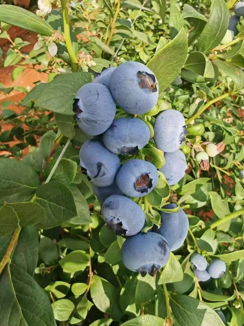 广西食养优选供应链有限公司精品蓝莓现货大量批发
