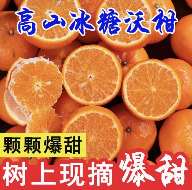 四川柑桔精品沃柑货源充足价格实惠欢迎联系甜美多