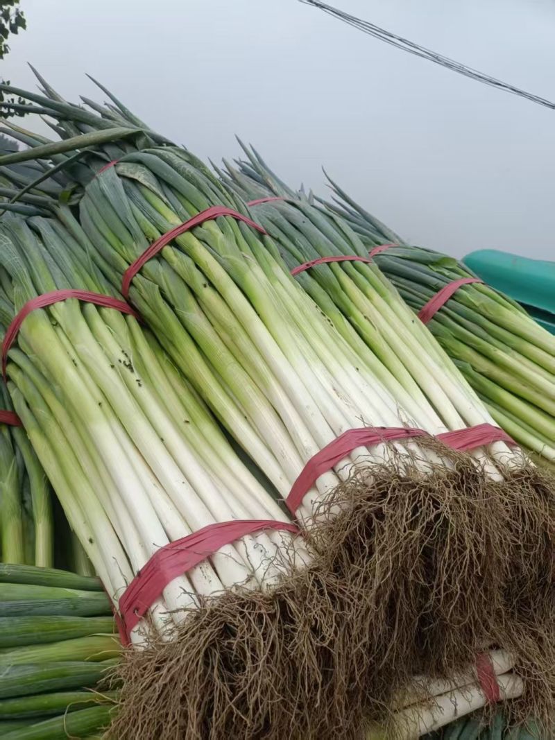 【热卖】山东大葱/铁杆大葱/一手货源/量大从优/品质保证