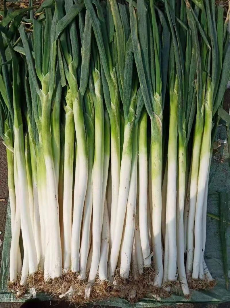 【热卖】山东大葱/铁杆大葱/一手货源/量大从优/品质保证