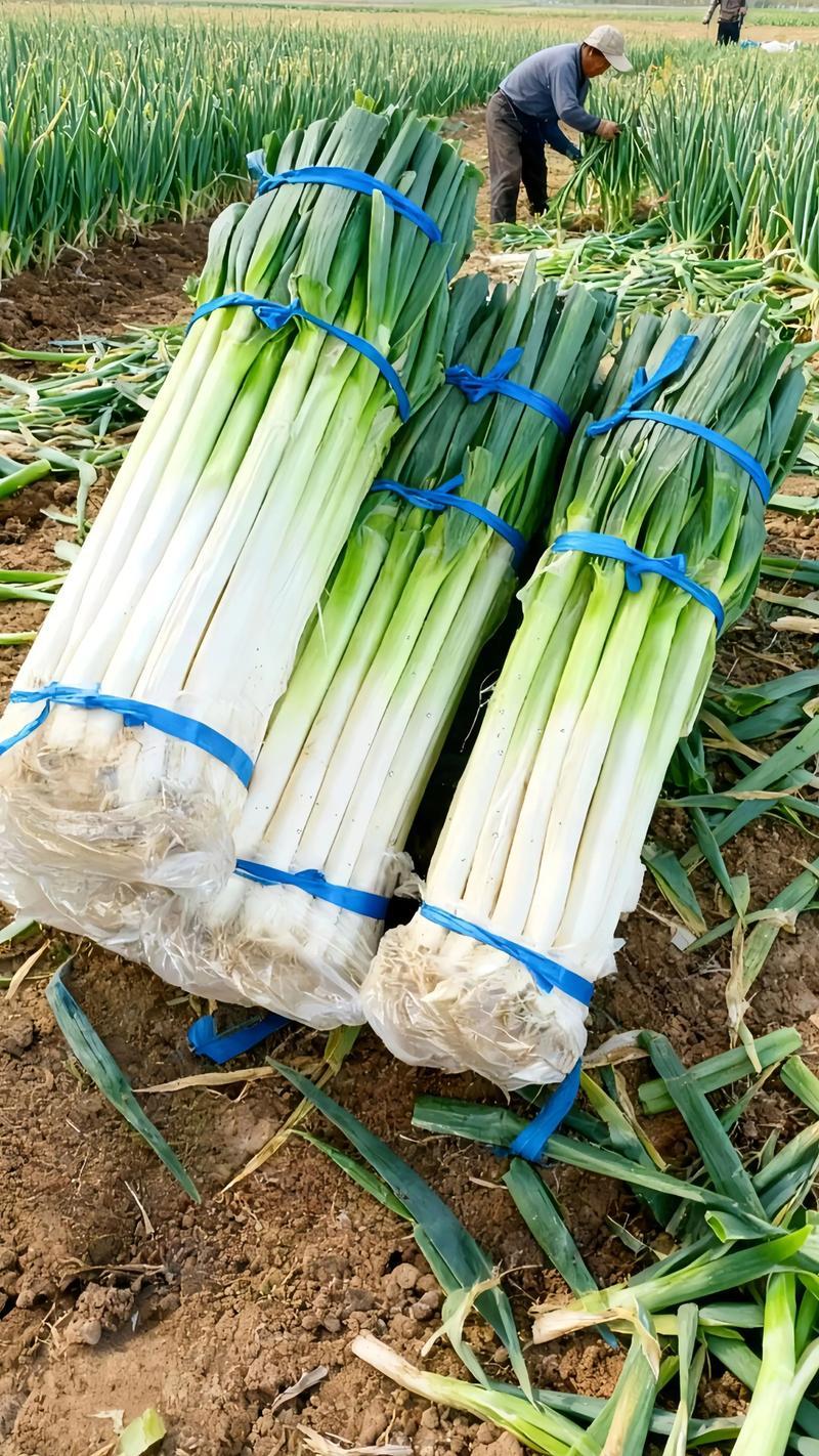 【热卖】山东大葱/铁杆大葱/一手货源/量大从优/品质保证